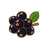 Aroniabeere