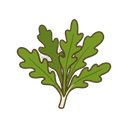 Rucola