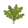 Rucola