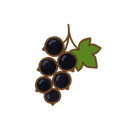 Schwarze Johannisbeere
