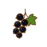 Schwarze Johannisbeere