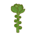 Rosenkohl