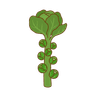 Rosenkohl