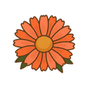 Ringelblume