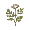 Kümmel