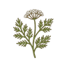 Kümmel
