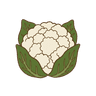 Blumenkohl