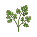 Kerbel
