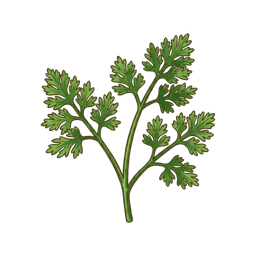 Kerbel