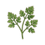 Kerbel