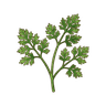 Kerbel