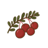 Cranberry