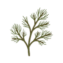 Dill