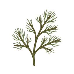 Dill