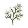 Dill