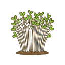 Gartenkresse