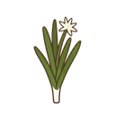 Schnittknoblauch