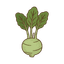 Kohlrabi