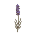 Lavendel