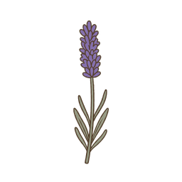 Lavendel