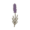 Lavendel