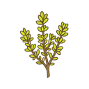 Zitronenthymian