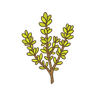 Zitronenthymian