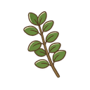 Oregano