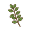 Oregano