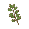 Oregano