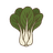 Pak Choi