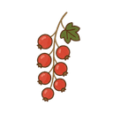 Rote Johannisbeere