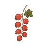 Rote Johannisbeere
