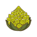 Romanesco