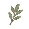 Salbei
