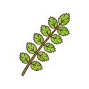 Pimpinelle