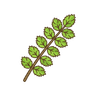 Pimpinelle