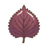 Shiso