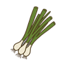 Frühlingszwiebel