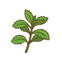 Stevia