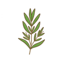 Estragon