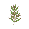 Estragon