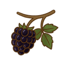 Stachellose Brombeere
