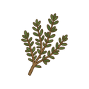 Thymian