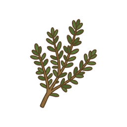 Thymian