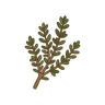 Thymian