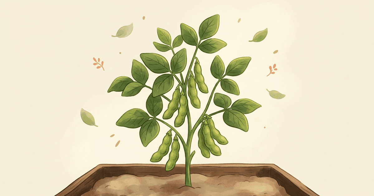 Edamame (soia)