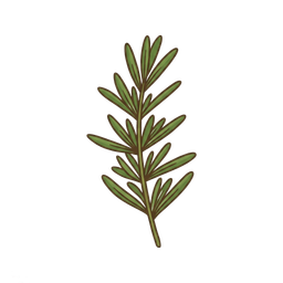 Bohnenkraut